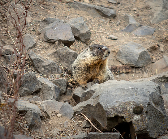 SRX MARMOT