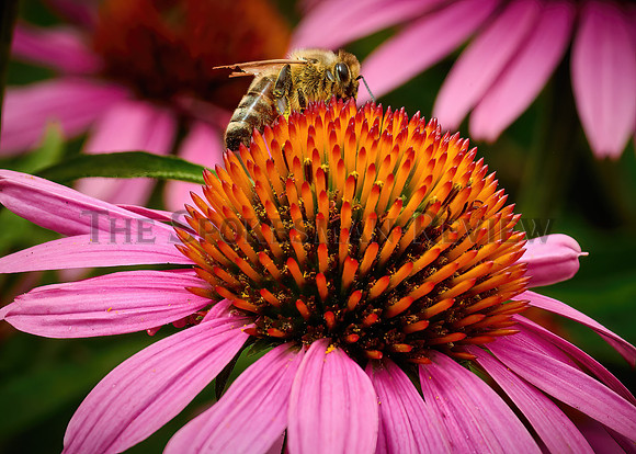 SRX_BEE FLOWER FEATURE 2