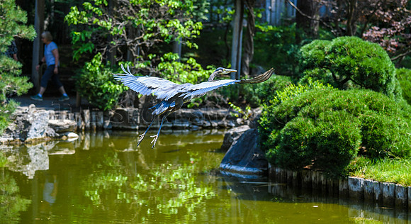 SRX JAPANESE GARDEN 7