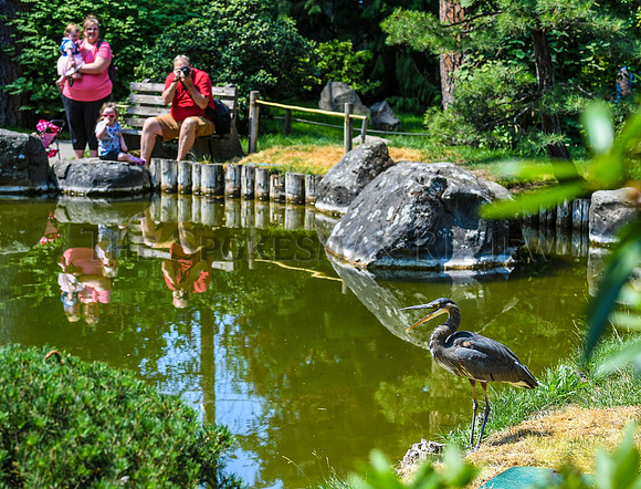 SRX JAPANESE GARDEN 5