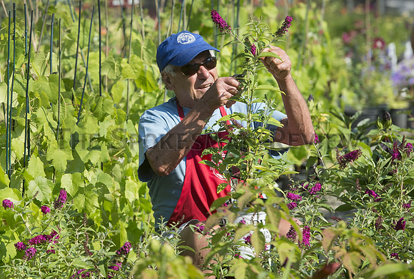 MANITO PLANT SALE 1