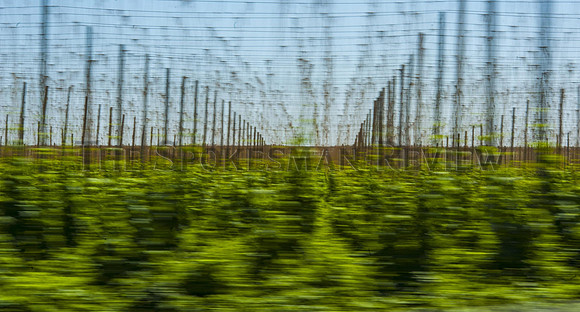 srx_Hops_4_.jpg