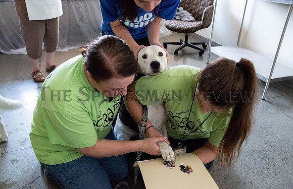 SRX Painting Dogs 5