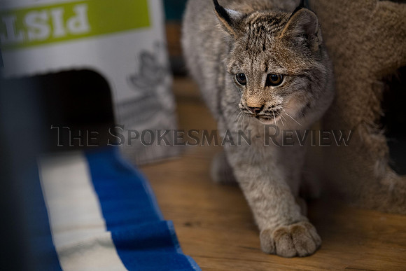 SRX_CATTAILS_002_tt
