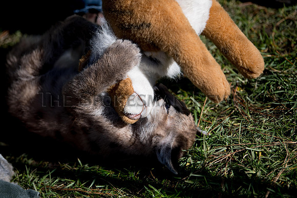 SRX_CATTAILS_004_tt