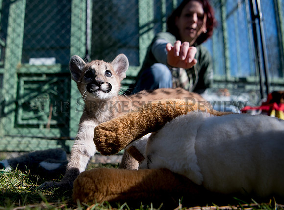 SRX_CATTAILS_007_tt