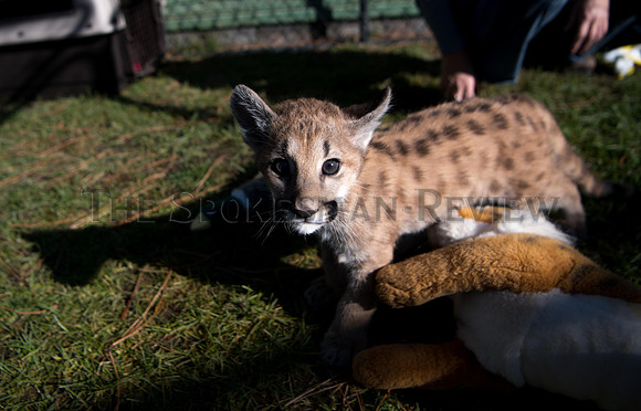 SRX_CATTAILS_008_tt