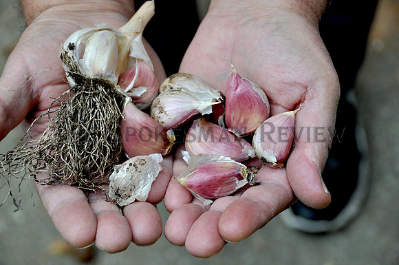 srx_Garlic_Heads_1_.jpg