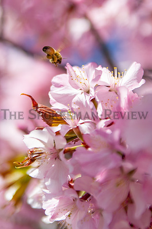SRX BEES ON BLOSSOMS 1