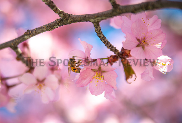 SRX BEES ON BLOSSOMS 2