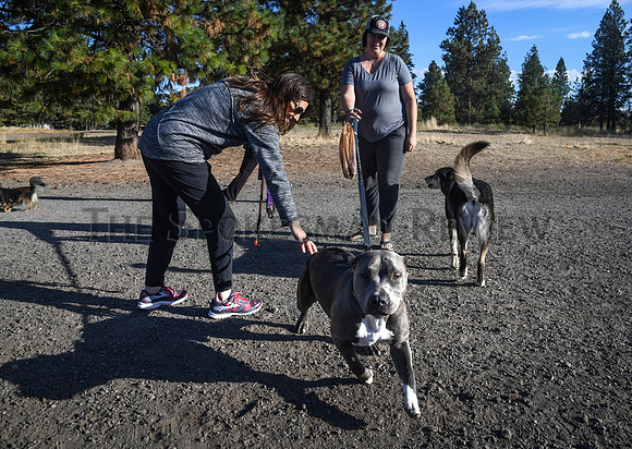 chron_210924_dog_park_photo
