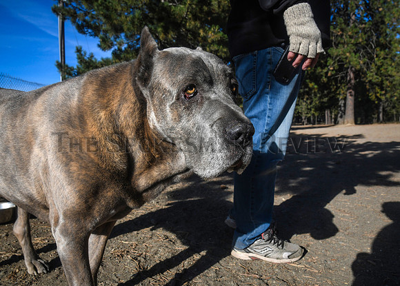 cit_210925_dog_park_photo