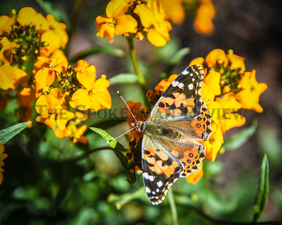 SRX BUTTERFLY