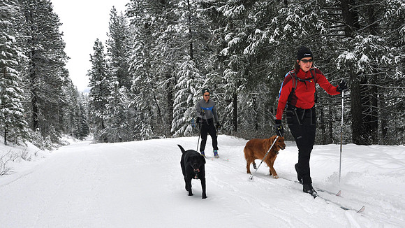 CROSS COUNTRY SKI
