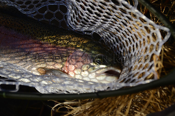 SRX_WINTER_FISH3