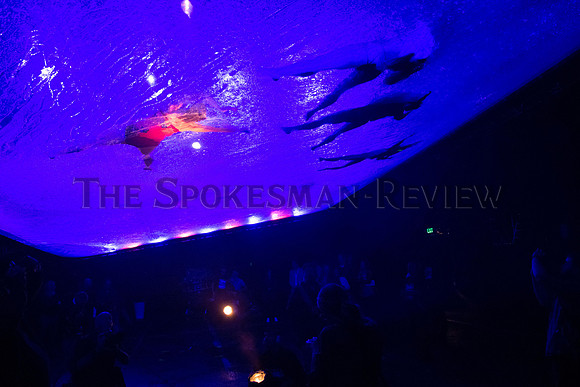 SRX_FuerzaBruta_015_tt