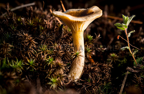 SRX_MUSHROOM 11