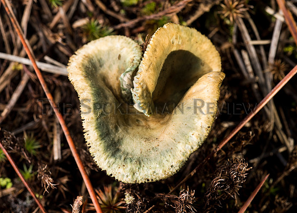 SRX_MUSHROOM 13