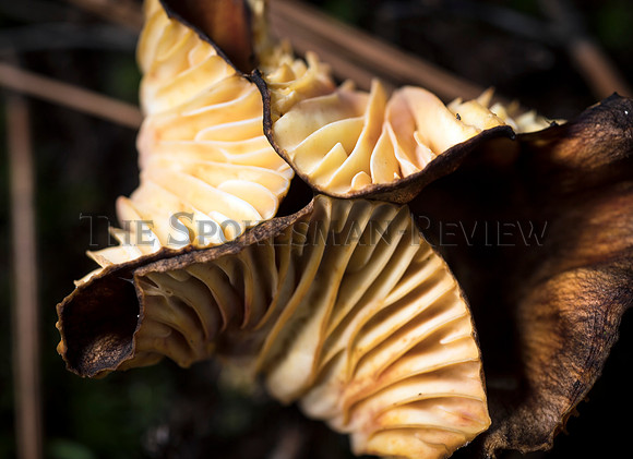 SRX_MUSHROOM 12