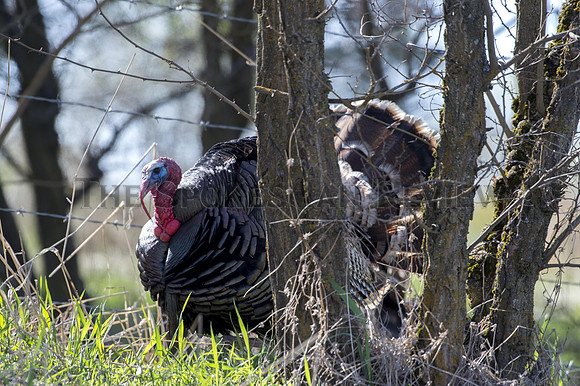 TURKEY SEASON