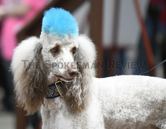 SRX NORTHWEST PET EXPO 2019 3