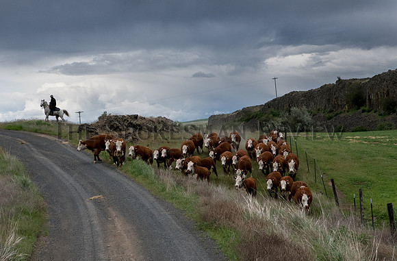 SRX_CATTLE_001_tt