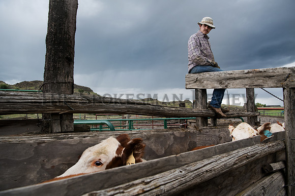 SRX_CATTLE_003_tt