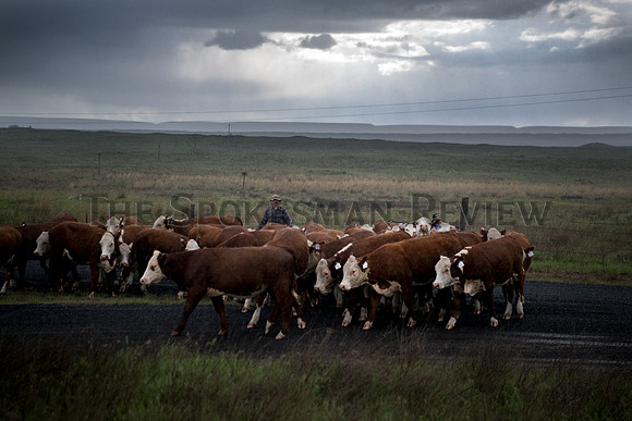 SRX_CATTLE_006_tt