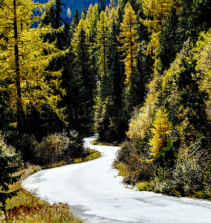 srx_Larch_Tamarack_4_.jpg