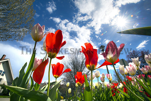 GU TULIPS