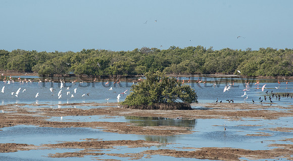 SRX_ROW_CUBA6