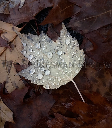 SRX soggy Monday