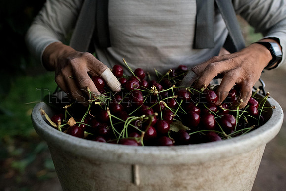 CHERRIES_002_tt