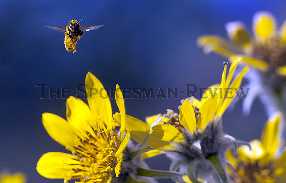 srx_Balsamroot_Bee_.jpg