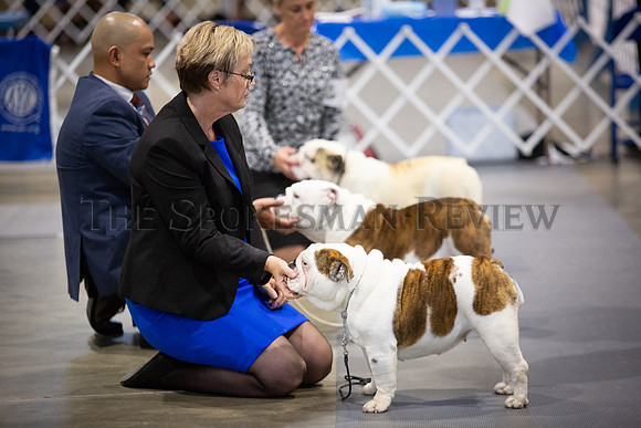 SRX DOG SHOW 15