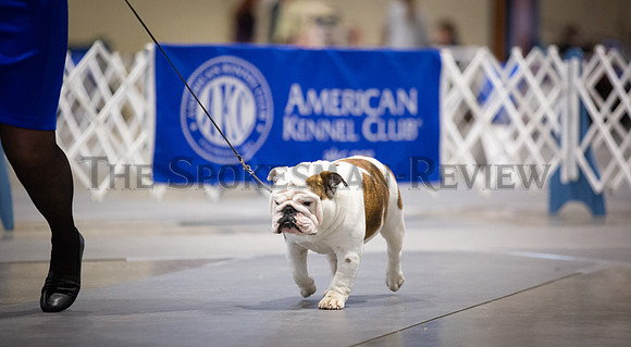 SRX DOG SHOW 14