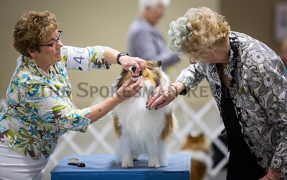 SRX DOG SHOW 13