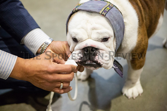 SRX DOG SHOW 12
