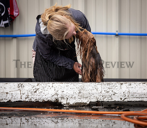 SRX DOG SHOW 11