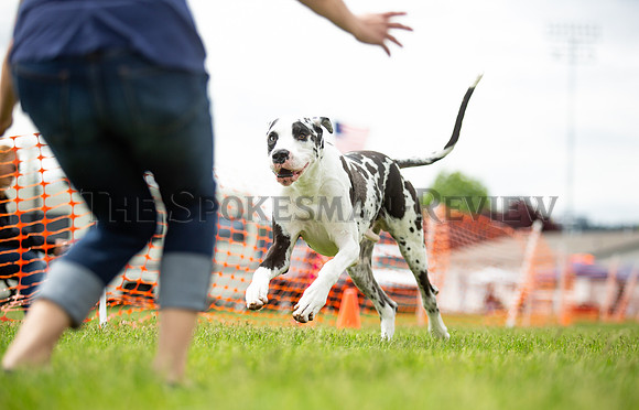 SRX DOG SHOW 9