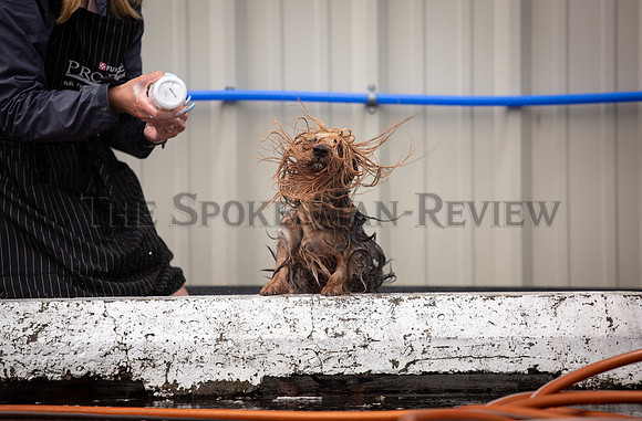 SRX DOG SHOW 10