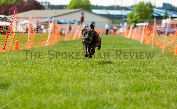 SRX DOG SHOW 7