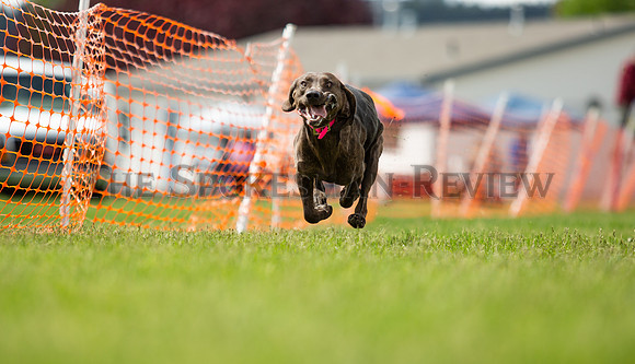 SRX DOG SHOW 8