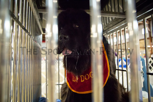 SRX DOG SHOW 5