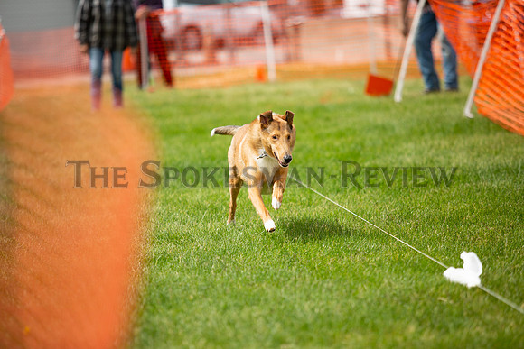 SRX DOG SHOW 6
