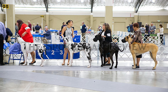SRX DOG SHOW 3