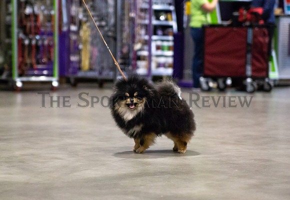 SRX DOG SHOW 4