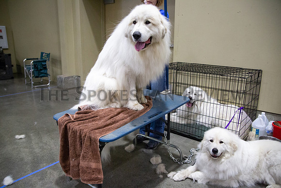 SRX DOG SHOW 2