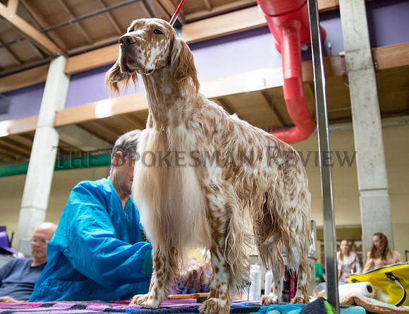 SRX DOG SHOW 1