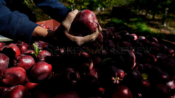 APPLES_002_tt